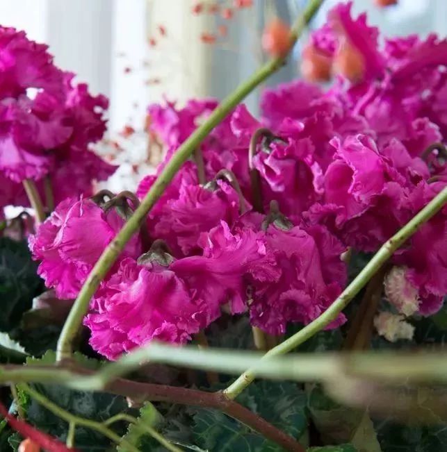 双11的第六天：给大家安利这款冬日绝不可错过的兔耳朵花