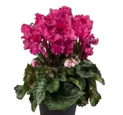 双11的第六天：给大家安利这款冬日绝不可错过的兔耳朵花