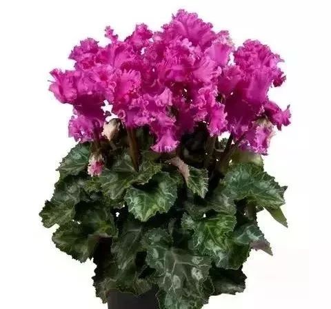 双11的第六天：给大家安利这款冬日绝不可错过的兔耳朵花