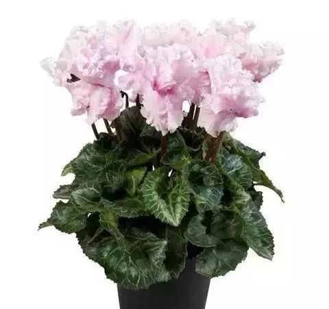 双11的第六天：给大家安利这款冬日绝不可错过的兔耳朵花