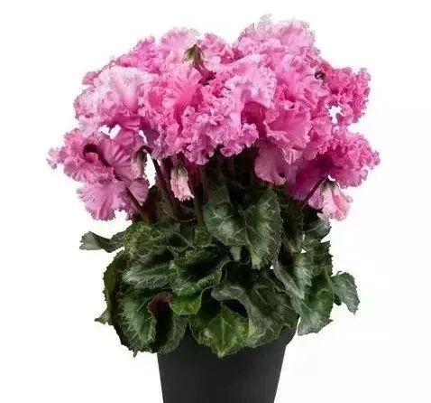 双11的第六天：给大家安利这款冬日绝不可错过的兔耳朵花