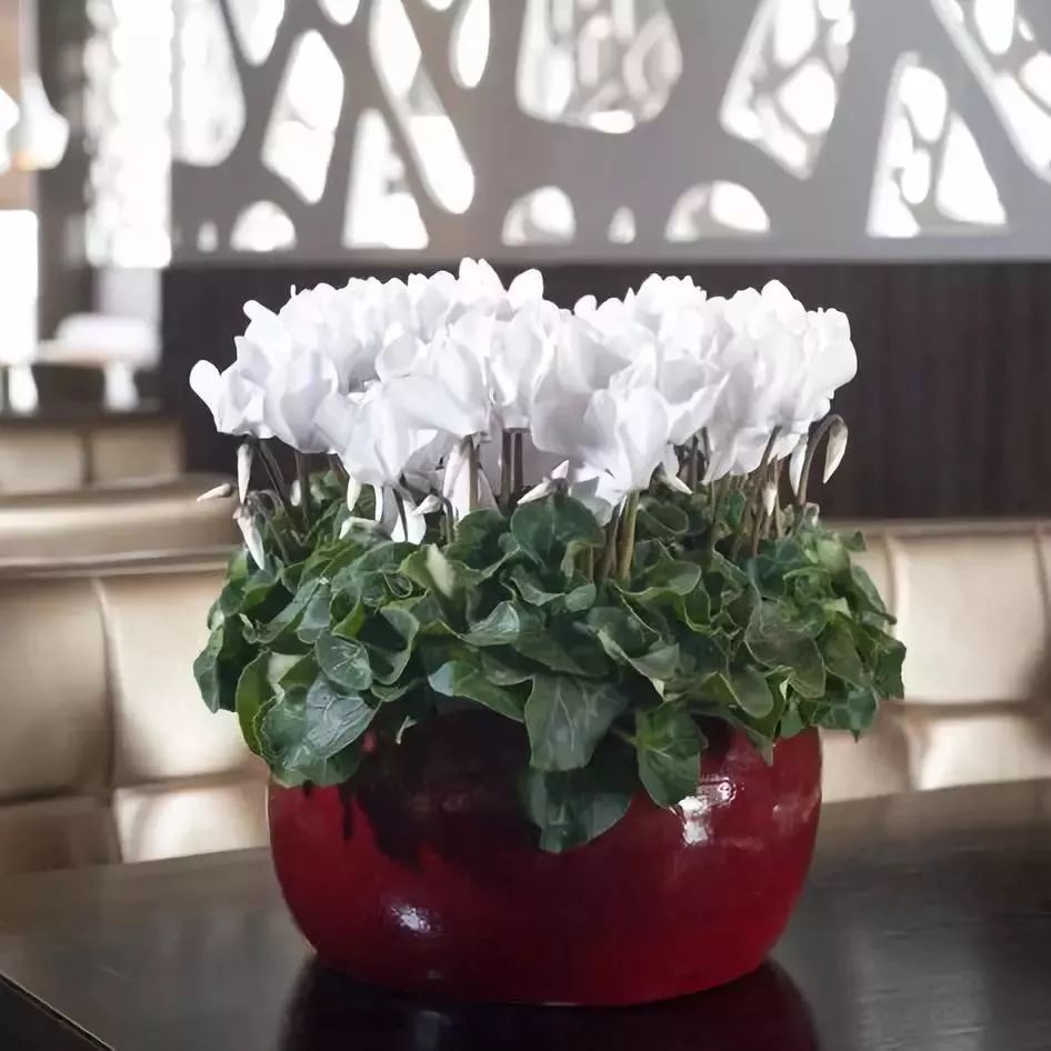 双11的第六天：给大家安利这款冬日绝不可错过的兔耳朵花