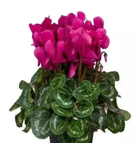 双11的第六天：给大家安利这款冬日绝不可错过的兔耳朵花