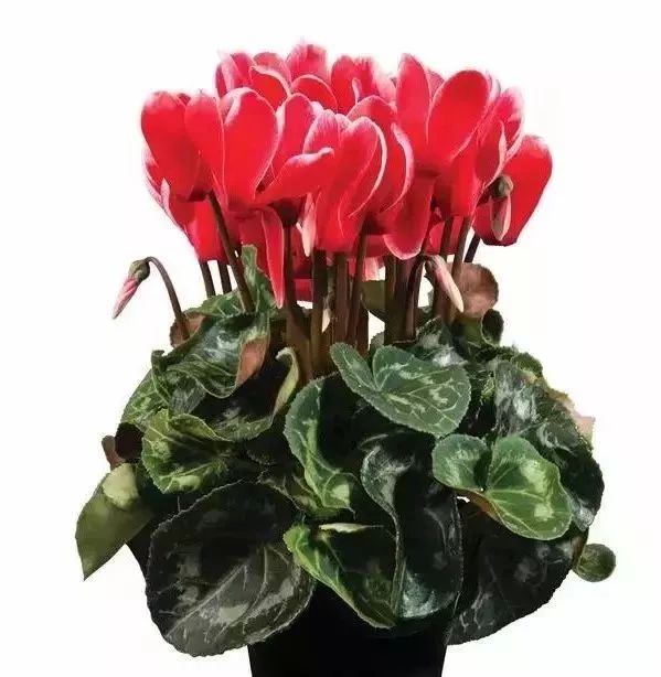 双11的第六天：给大家安利这款冬日绝不可错过的兔耳朵花