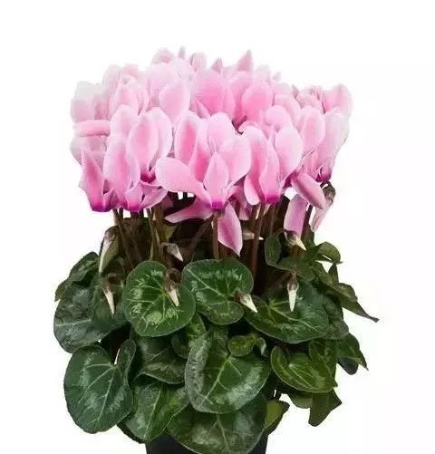 双11的第六天：给大家安利这款冬日绝不可错过的兔耳朵花