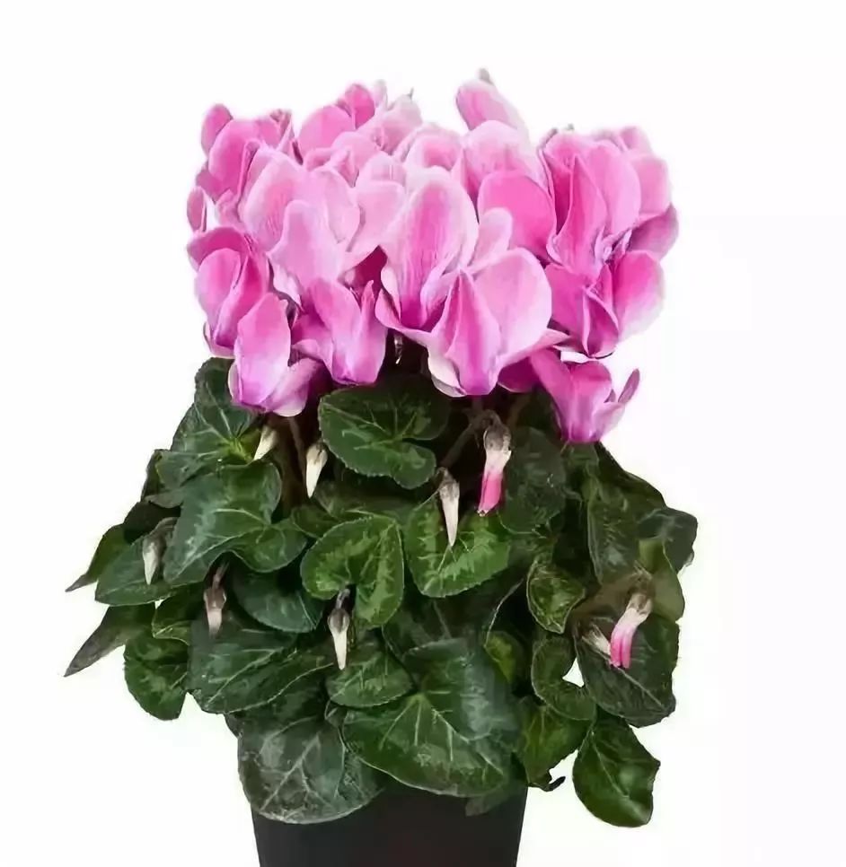 双11的第六天：给大家安利这款冬日绝不可错过的兔耳朵花