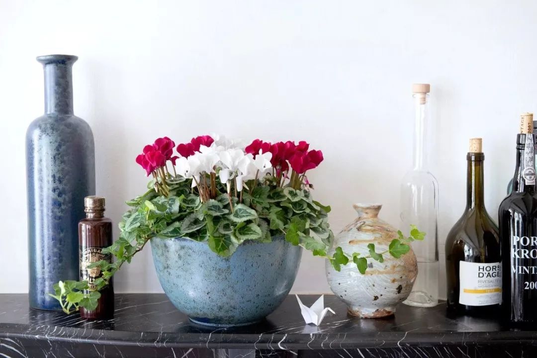 双11的第六天：给大家安利这款冬日绝不可错过的兔耳朵花