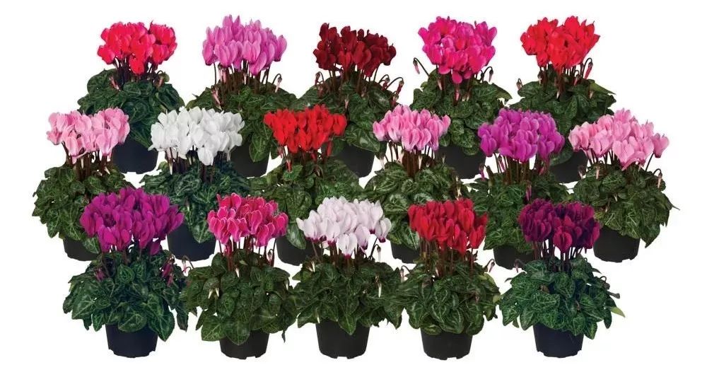 双11的第六天：给大家安利这款冬日绝不可错过的兔耳朵花