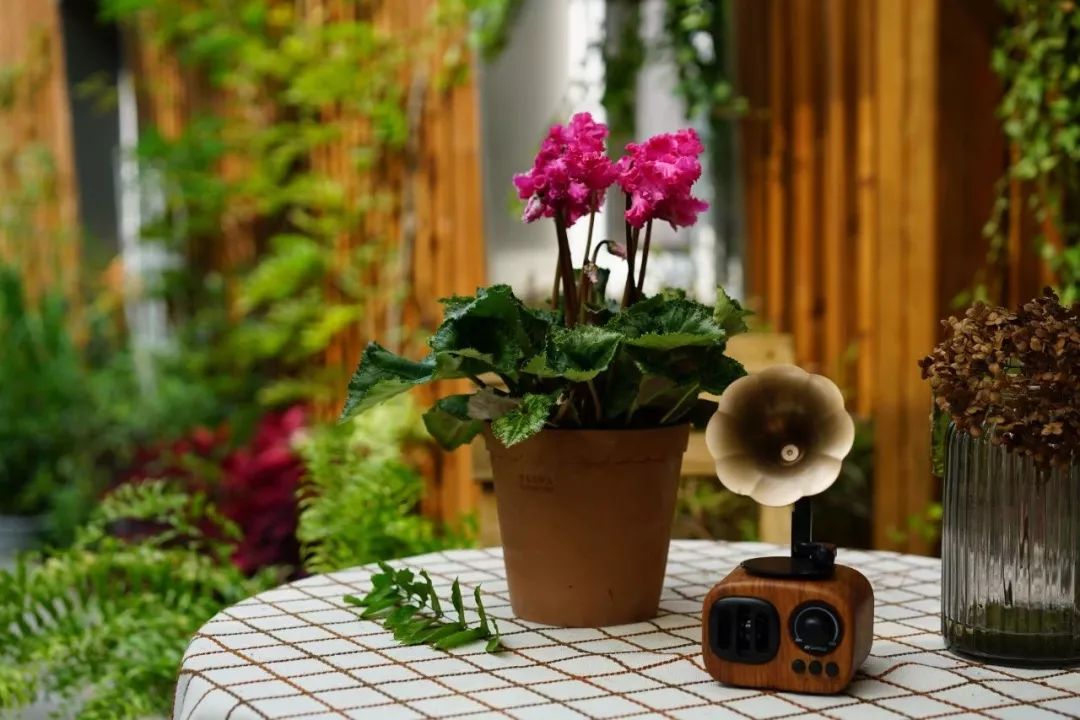 双11的第六天：给大家安利这款冬日绝不可错过的兔耳朵花