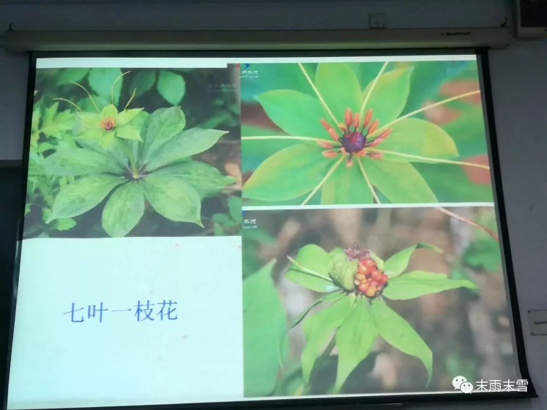 那些绝美的中药,那些你不知道的绝美中药