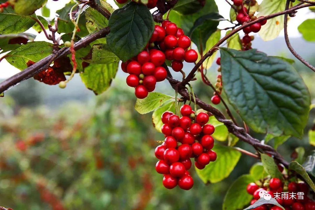 那些绝美的中药,那些你不知道的绝美中药