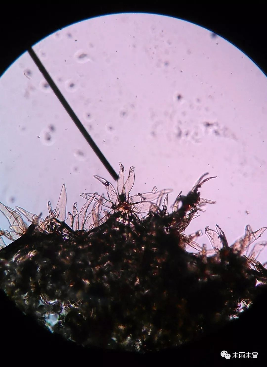 那些绝美的中药,那些你不知道的绝美中药