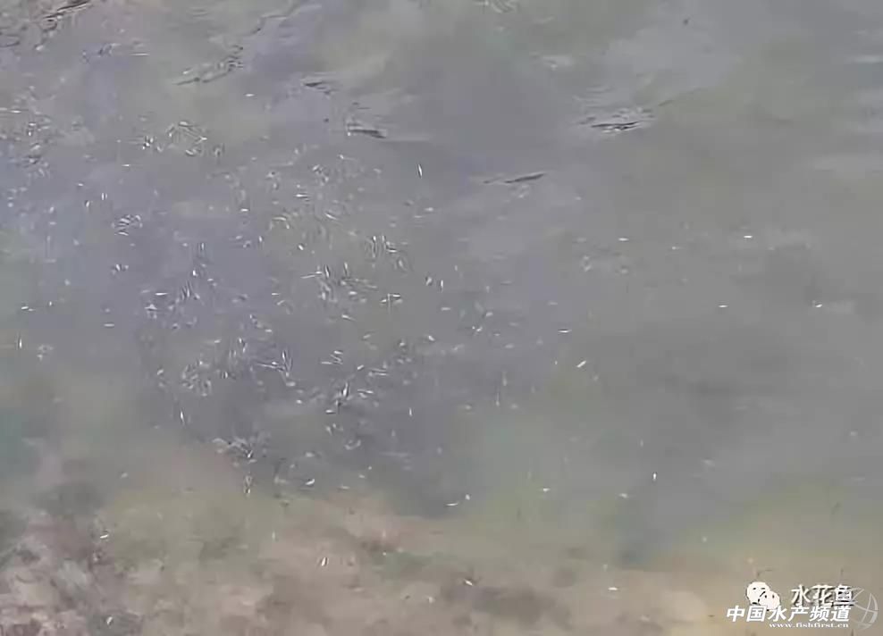 先除虫还是先打疫苗,先杀虫还是先灭菌