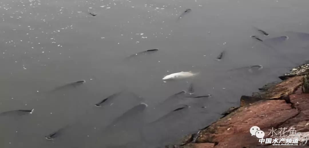 先除虫还是先打疫苗,先杀虫还是先灭菌