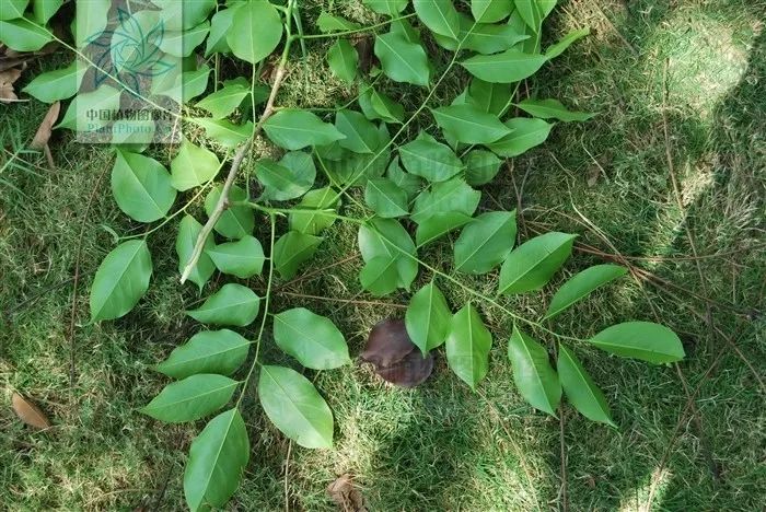 小叶紫檀的树是怎样的,小叶紫檀与山柿子树的区别