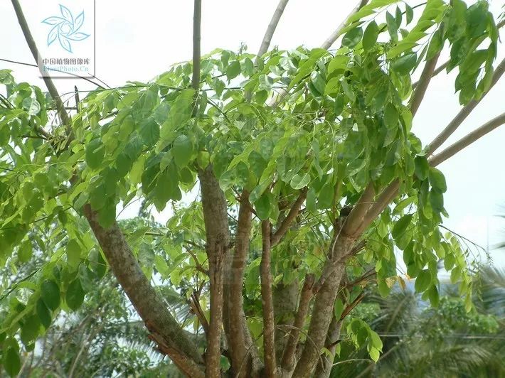 小叶紫檀的树是怎样的,小叶紫檀与山柿子树的区别