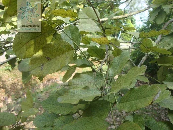 小叶紫檀的树是怎样的,小叶紫檀与山柿子树的区别