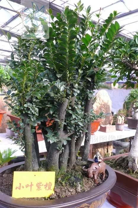 小叶紫檀的树是怎样的,小叶紫檀与山柿子树的区别