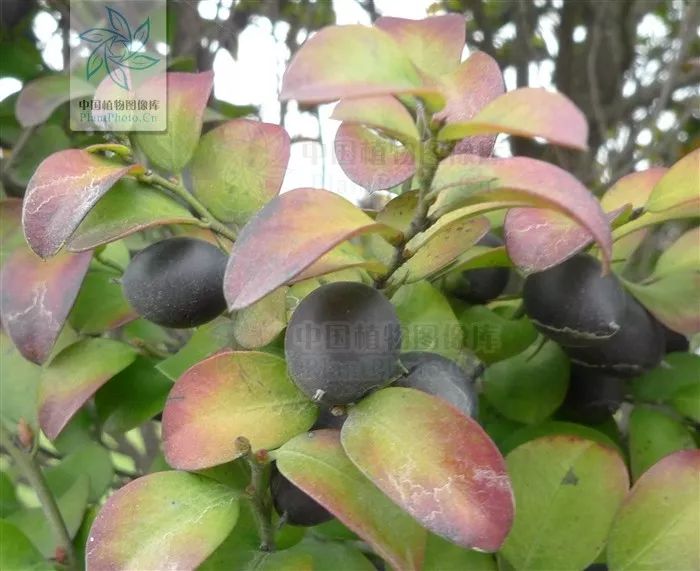 小叶紫檀的树是怎样的,小叶紫檀与山柿子树的区别