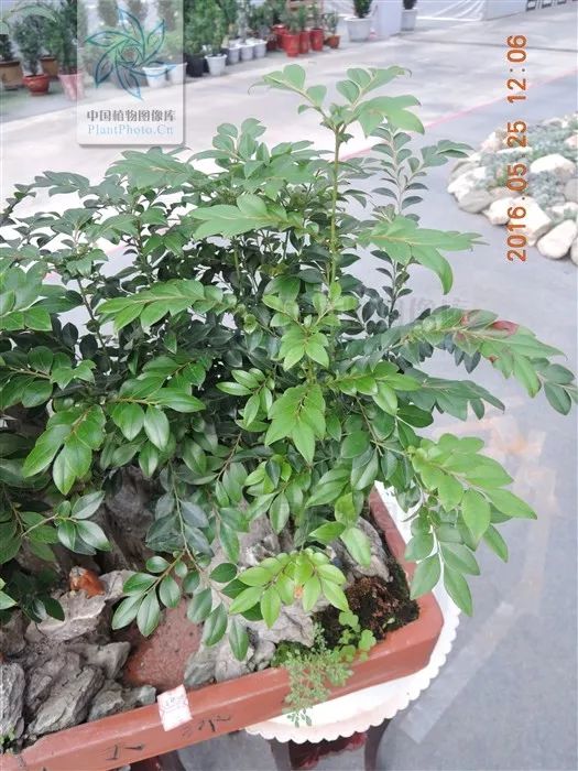 小叶紫檀的树是怎样的,小叶紫檀与山柿子树的区别