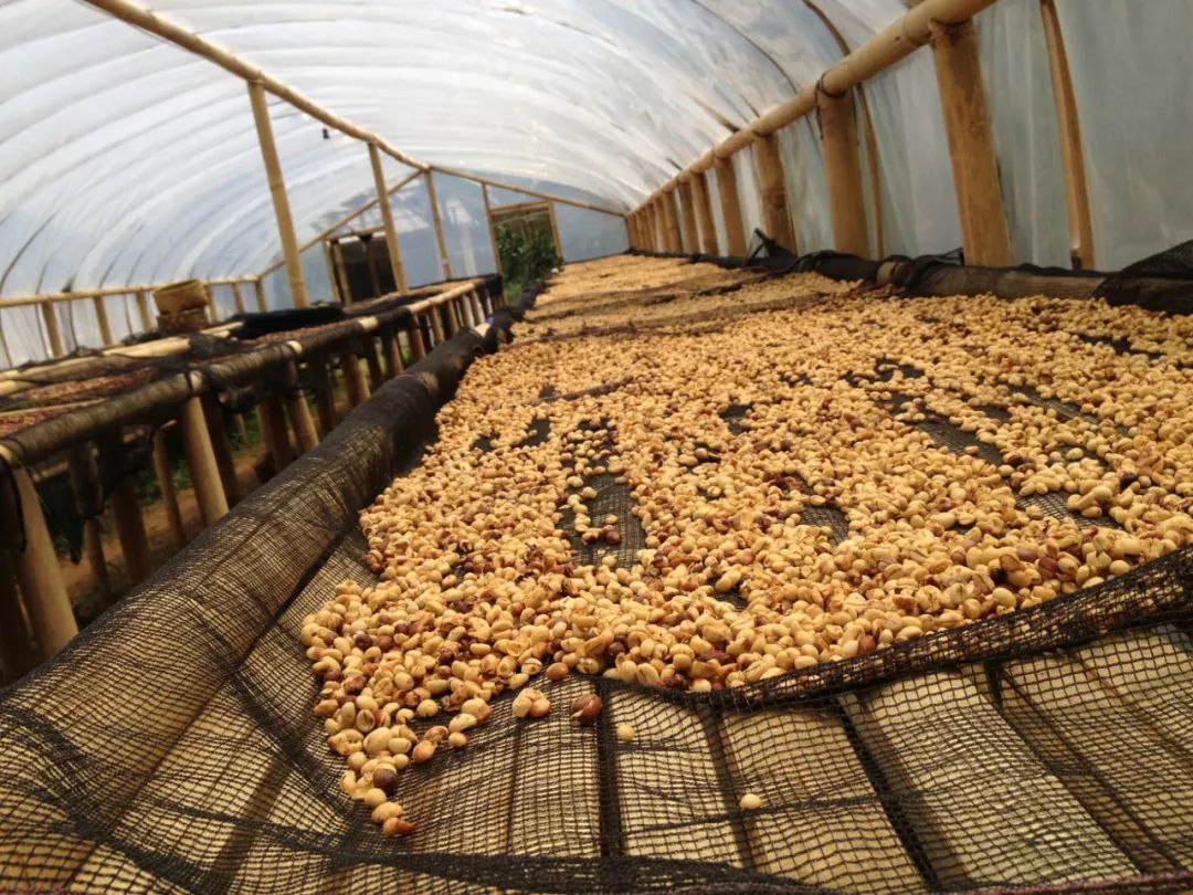 黄蜜和红蜜哪个好,新手解答