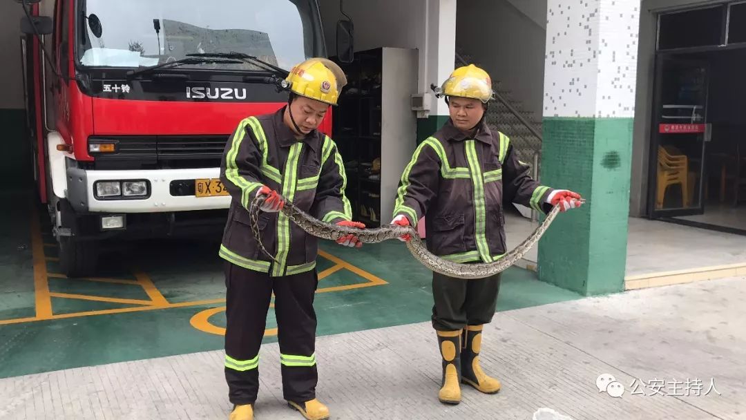 大蟒蛇视频大型挖掘机,工地挖机挖出一条巨蟒