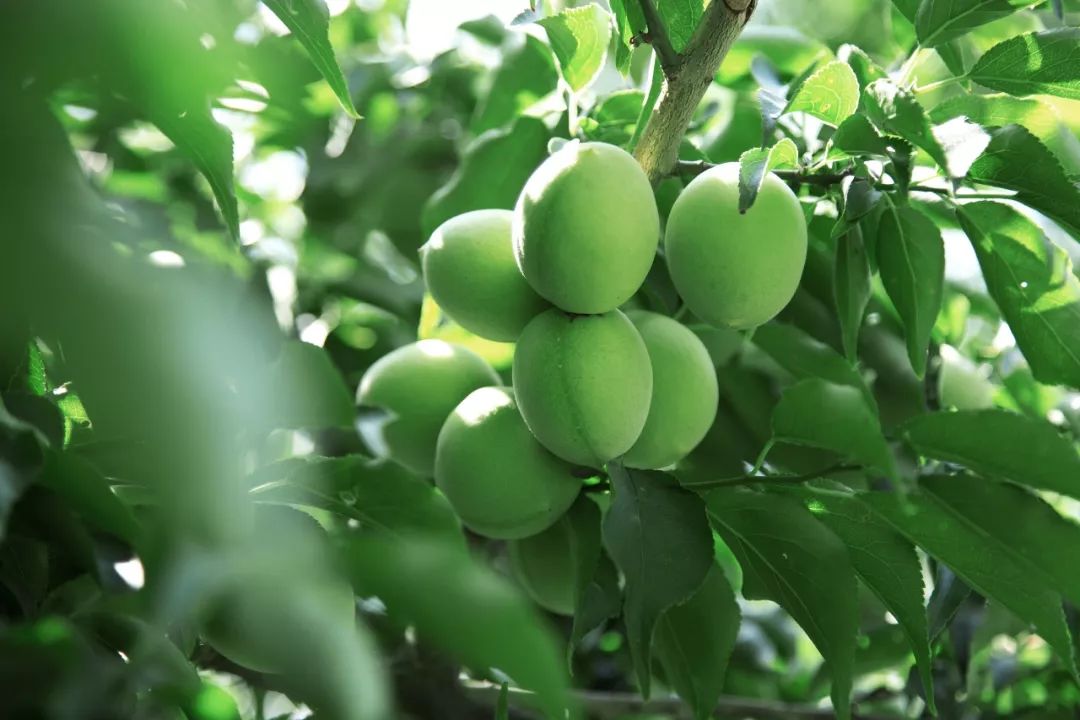 拼团丨出口日本20多年，这个“青梅大王”做的梅子，就是好吃！