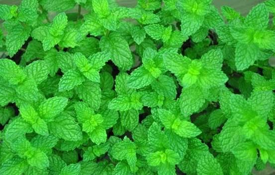 肥而不腻瘦而不柴红烧肉关键两步,电灶红烧肉怎么做的软烂肥而不腻