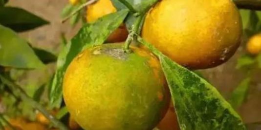 青苔的正确处理方法,困扰果农的柑橘青苔