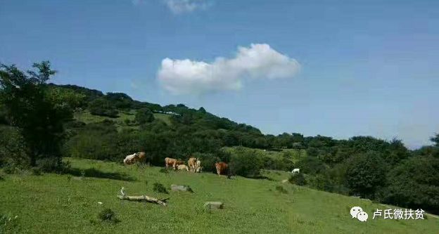 「攻坚聚焦」“菌廊药谷景线”这样的潘河你了解吗