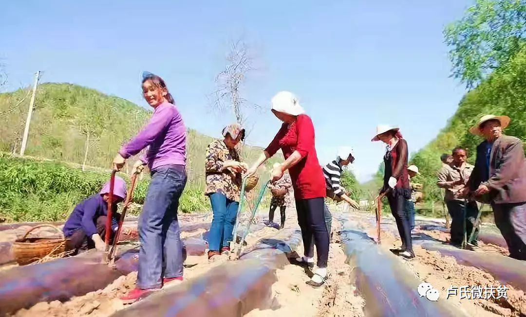 「攻坚聚焦」“菌廊药谷景线”这样的潘河你了解吗