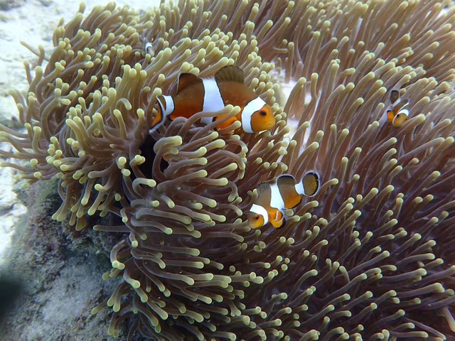 沙巴海岛游推荐,亚庇沙巴经典玩法攻略