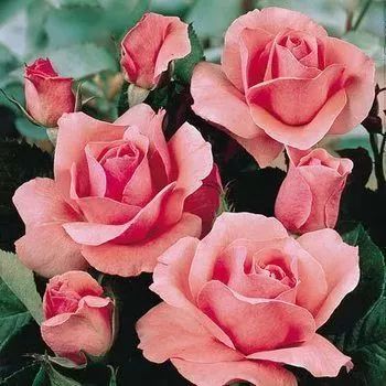 日本妹子推荐的单品,日本妹子夏日必备好物