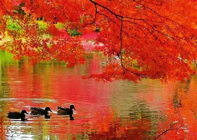 延安黄陵:醉美金秋仙遇黄陵