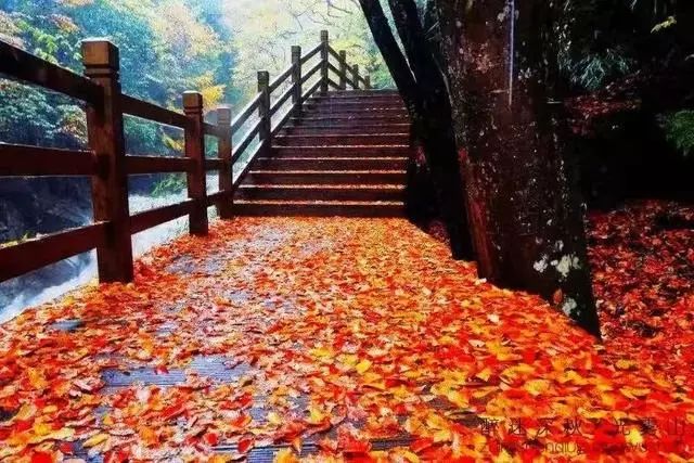 延安黄陵：醉美金秋仙遇黄陵