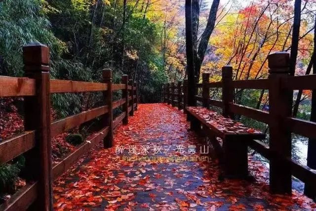 延安黄陵:醉美金秋仙遇黄陵