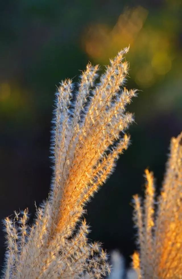 延安黄陵：醉美金秋仙遇黄陵