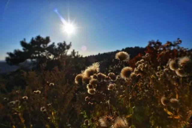 延安黄陵:醉美金秋仙遇黄陵