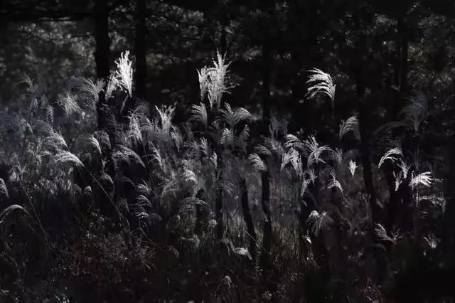 延安黄陵:醉美金秋仙遇黄陵