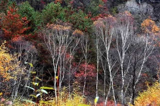 延安黄陵：醉美金秋仙遇黄陵