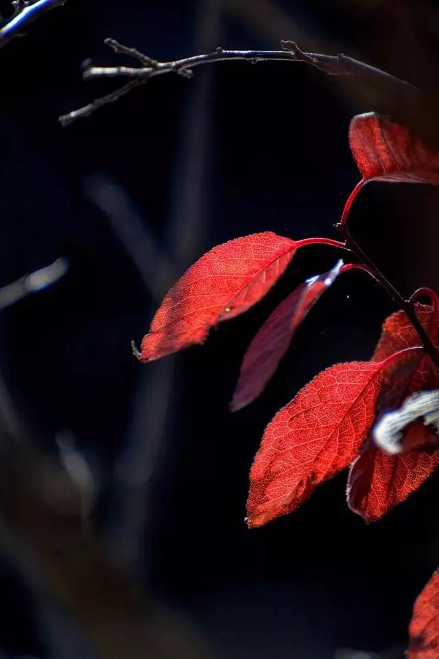 延安黄陵：醉美金秋仙遇黄陵