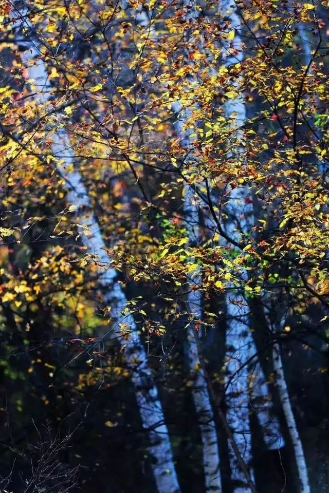 延安黄陵：醉美金秋仙遇黄陵