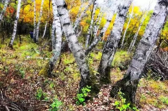 延安黄陵：醉美金秋仙遇黄陵