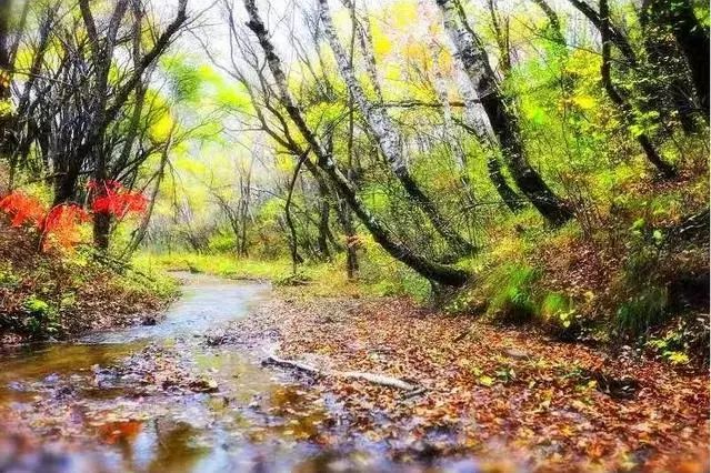 延安黄陵：醉美金秋仙遇黄陵