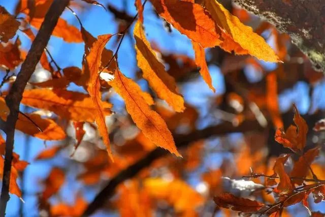 延安黄陵:醉美金秋仙遇黄陵