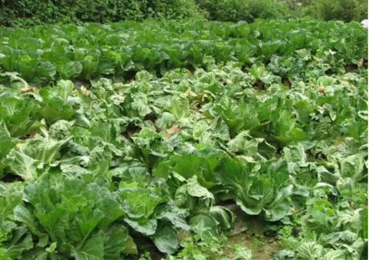 蔬菜根肿了怎么治疗,蔬菜根肿了怎么处理