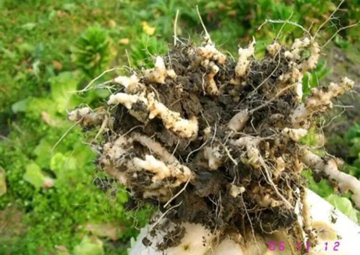 蔬菜根肿了怎么治疗,蔬菜根肿了怎么处理