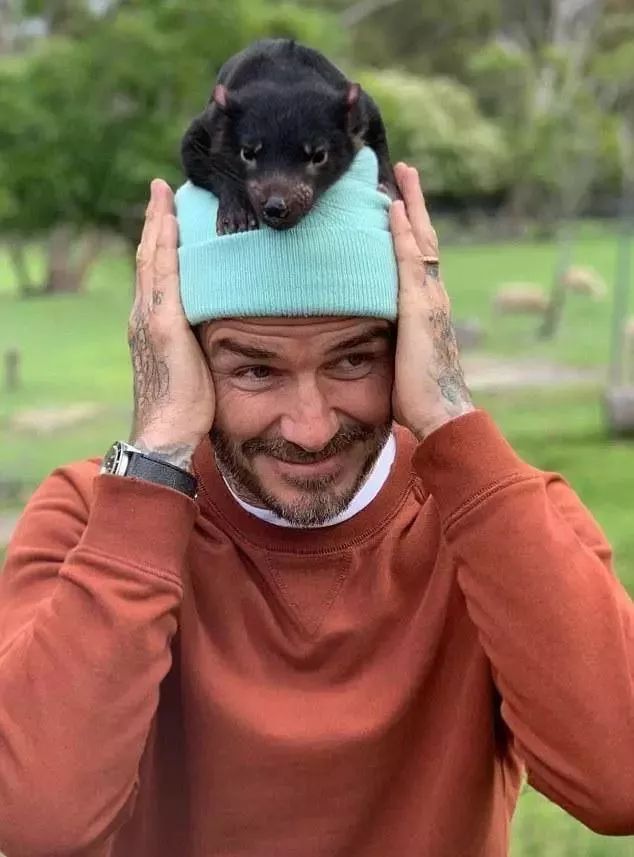 袋鼠育儿袋怎么进化来的,澳洲生物有育儿袋