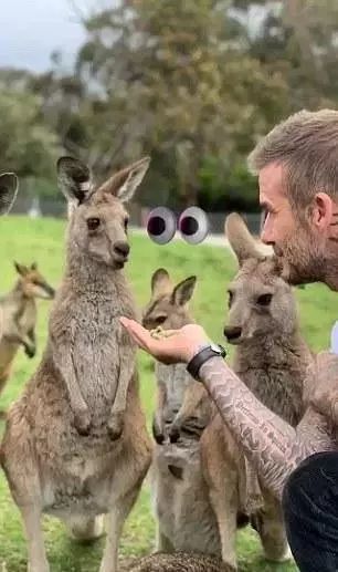 袋鼠育儿袋怎么进化来的,澳洲生物有育儿袋