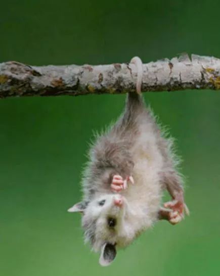 袋鼠育儿袋怎么进化来的,澳洲生物有育儿袋